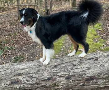 Australian Shepherd Dogs Available for Adoption - BERNIE | PetCurious