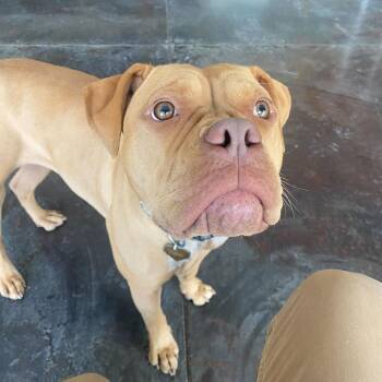 Pit Bull Terrier and Dogue De Bordeaux Dogs Available for Adoption in Rifle, Colorado - Azzy | PetCurious