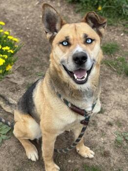 Sonic -  Siberian Husky Dog for Adoption in Anderson, Indiana - Sonic | PetCurious