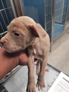 Drop Tower -  Pit Bull Terrier and Mixed Breed Dog for Adoption in Westland, Michigan - Drop Tower | PetCurious