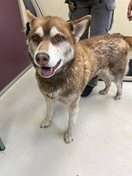 LUNA -  Siberian Husky and Mixed Breed Dog for Adoption in Santa Cruz, California - LUNA | PetCurious