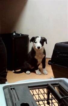 CALLIE -  Australian Shepherd and Mixed Breed Dog for Adoption in Martinez, California - CALLIE | PetCurious