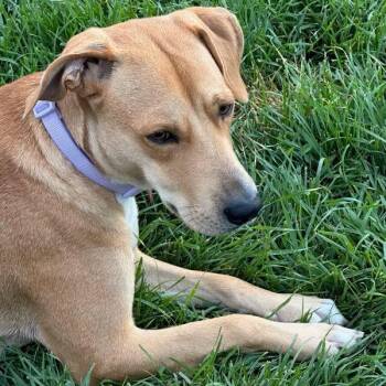 Honeybun -  Yellow Labrador Retriever Dog for Adoption in Denver, Colorado - Honeybun | PetCurious