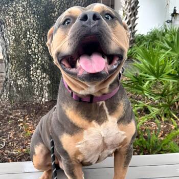 Bullet -  Mixed Breed Dog for Adoption in Sarasota, Florida - Bullet | PetCurious