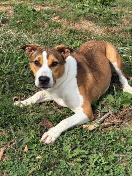 Bonnie -  Pit Bull Terrier Dog for Adoption in Springfield, Illinois - Bonnie | PetCurious