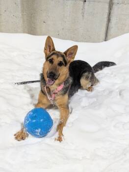 Rescue Mixed Breed Dogs for Adoption in Montreal, Quebec - Shadow | PetCurious