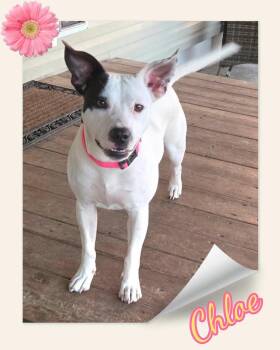 Chloe -  Miniature Bull Terrier and Staffordshire Bull Terrier Dog for Adoption in Grove, Oklahoma - Chloe | PetCurious
