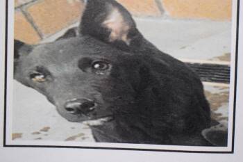Voodoo (Community Neuter) -  German Pinscher Dog for Adoption in Pahrump, Nevada - Voodoo (Community Neuter) | PetCurious