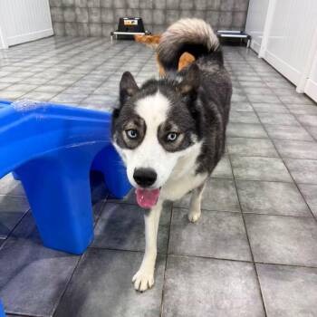 Larry McLaren -  Siberian Husky Dog for Adoption - Larry McLaren | PetCurious