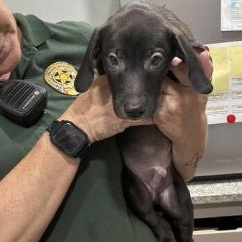 Domino -  Whippet and Mixed Breed Dog for Adoption in Buchanan Dam, Texas - Domino | PetCurious