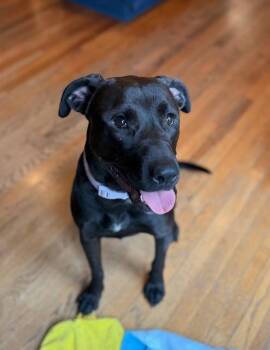 CHARLOTTE -  Labrador Retriever and Pit Bull Terrier Dog Available for Adoption in Alpharetta, Georgia - CHARLOTTE | PetCurious