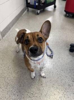 Joy -  Parson Russell Terrier and Mixed Breed Dog for Adoption in Fishers, Indiana - Joy | PetCurious