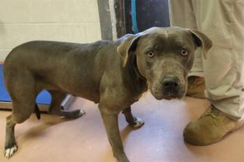 Mixed Breed Dogs Available for Adoption - HANNAH | PetCurious