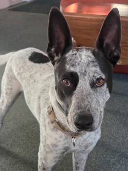 Banjo - Local Sweet -  Australian Cattle Dog Blue Heeler Dog for Adoption in Andover, Massachusetts - Banjo - Local Sweet | PetCurious