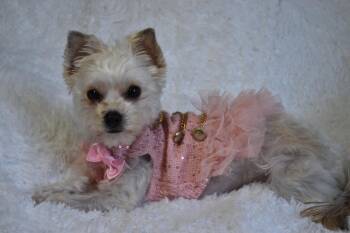 Millie -  Yorkshire Terrier Dog for Adoption in Dunkirk, New York - Millie | PetCurious