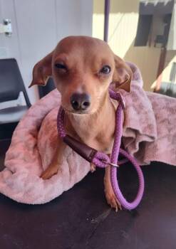 Chihuahua and Mixed Breed Dogs Available for Adoption in El Paso, Texas - 60846865 | PetCurious