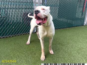FERDINAND -  Mixed Breed Dog for Adoption in West Palm Beach, Florida - FERDINAND | PetCurious