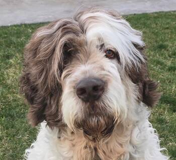 Koda Bon Jovi -  Newfoundland Dog and Poodle Dog for Adoption in Aspen, Colorado - Koda Bon Jovi | PetCurious