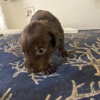 Saturday -  Mixed Breed Dog for Adoption in Frederiksted, St. Croix - Saturday | PetCurious