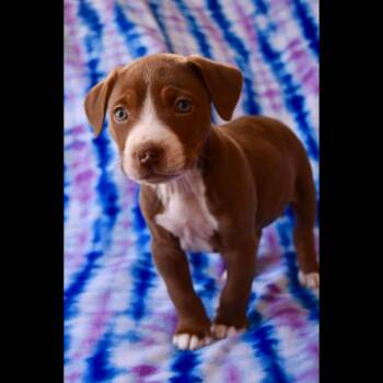 American Staffordshire Terrier Dogs Available for Adoption - Jimmy | PetCurious