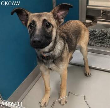 A476411 -  German Shepherd Dog Dog for Adoption in Oklahoma City, Oklahoma - A476411 | PetCurious