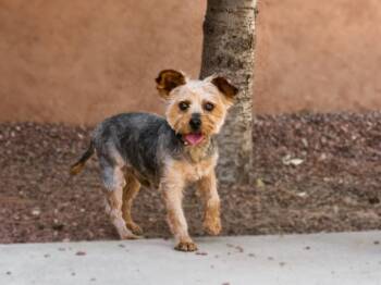 TOMMY -  Mixed Breed Dog for Adoption in Santa Fe, New Mexico - TOMMY | PetCurious