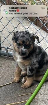 MURIAL -  Australian Shepherd Dog for Adoption in Newaygo, Michigan - MURIAL | PetCurious