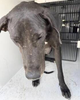 Doberman Pinscher and Mixed Breed Dogs Available for Adoption in Houston, Texas - A656842 | PetCurious
