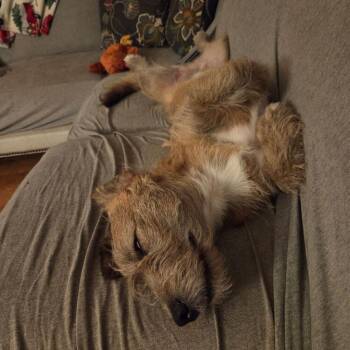 Valentino aka Marvin -  Corgi and Cairn Terrier Dog for Adoption in Syracuse, New York - Valentino Aka Marvin | PetCurious