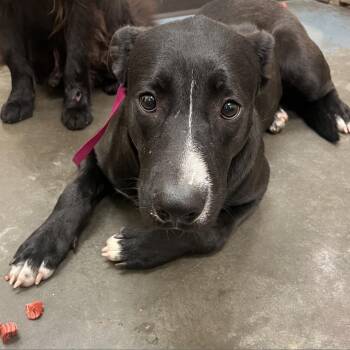 Prosecco (Katie) -  Mixed Breed Dog for Adoption in Memphis, Tennessee - Prosecco (Katie) | PetCurious