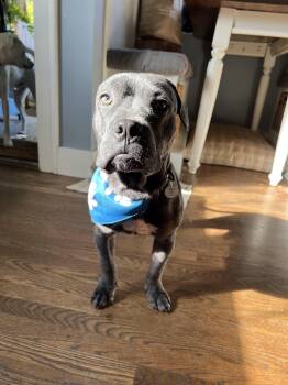 Rescue American Bully Dogs for Adoption in West Hollywood, California - Hansel | PetCurious