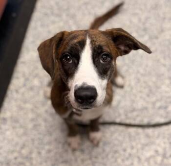 Ash -  Labrador Retriever and American Staffordshire Terrier Dog for Adoption in Golden, Colorado - Ash | PetCurious