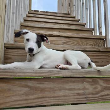 Loretta -  Labrador Retriever Dog for Adoption in Blue Springs, Missouri - Loretta | PetCurious