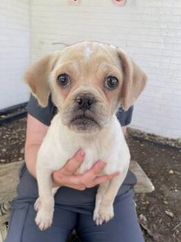 Rescue Pug Dogs for Adoption - Reed | PetCurious