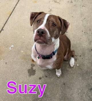 Pit Bull Terrier and Labrador Retriever Dogs Available for Adoption in Hastings, Michigan - SUZY | PetCurious