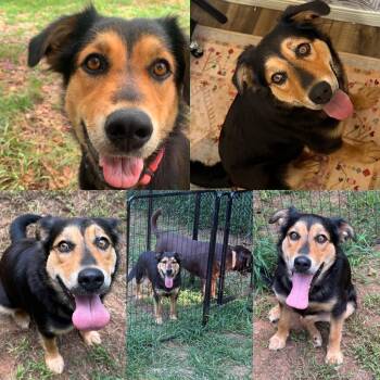 CLOVER -  Shepherd Dog for Adoption in Stuart, Virginia - CLOVER | PetCurious