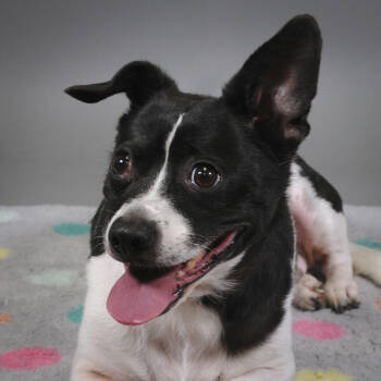 Rescue Chihuahua Dogs for Adoption in Houston, Texas - Lucky | PetCurious