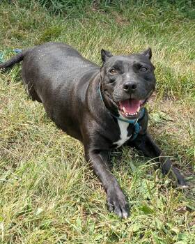 Raisinet -  Pit Bull Terrier Dog for Adoption in Chicago, Illinois - Raisinet | PetCurious