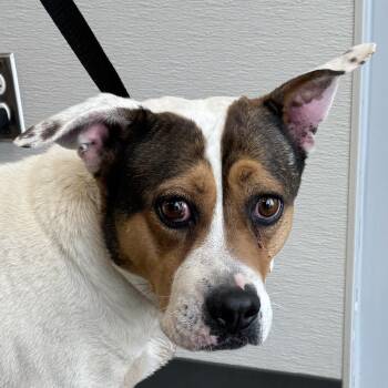 Mixed Breed Dogs Available for Adoption in Las Cruces, New Mexico - 106147 | PetCurious