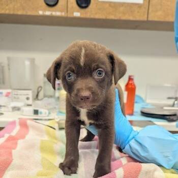 Namaste -  Mixed Breed Dog for Adoption in West Palm Beach, Florida - Namaste | PetCurious