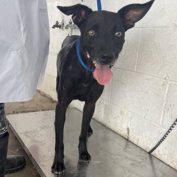 Alan -  Shepherd Dog for Adoption in Edinburg, Texas - Alan | PetCurious