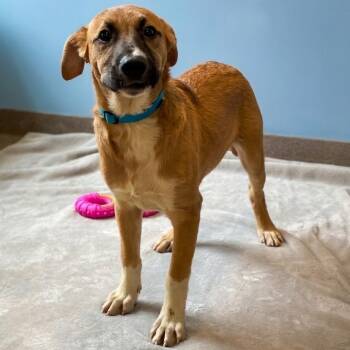 Black Mouth Cur Dogs Available for Adoption in South Elgin, Illinois - Donald | PetCurious