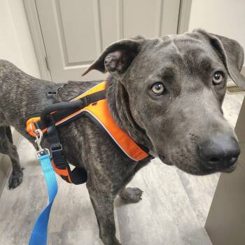 Labrador Retriever Dogs Available for Adoption - Hazel | PetCurious