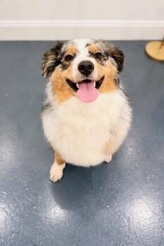 Australian Shepherd Dogs Available for Adoption - Bunny | PetCurious