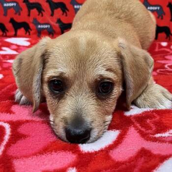 Desert -  Dachshund and Chihuahua Dog for Adoption in Washburn, Missouri - Desert | PetCurious