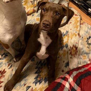 Rescue Pit Bull Terrier and Great Dane Dogs for Adoption in Troy, Virginia - Brownie/Spade | PetCurious