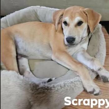 Scrappy -  Beagle and Labrador Retriever Dog for Adoption in Overland Park, Kansas - Scrappy | PetCurious