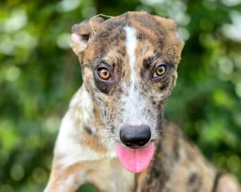 Boone -  Catahoula Leopard Dog and Mixed Breed Dog for Adoption in Anniston, Alabama - Boone | PetCurious