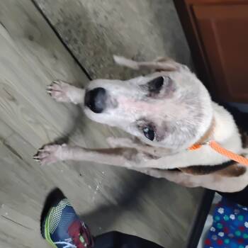 Rescue Beagle Dogs for Adoption in Summerville, South Carolina - Gramps | PetCurious