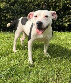 Mimi -  American Bulldog Dog for Adoption in Mobile, Alabama - Mimi | PetCurious